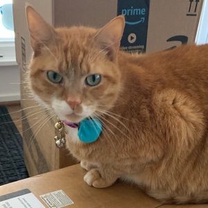 Meet your Posher, Amie